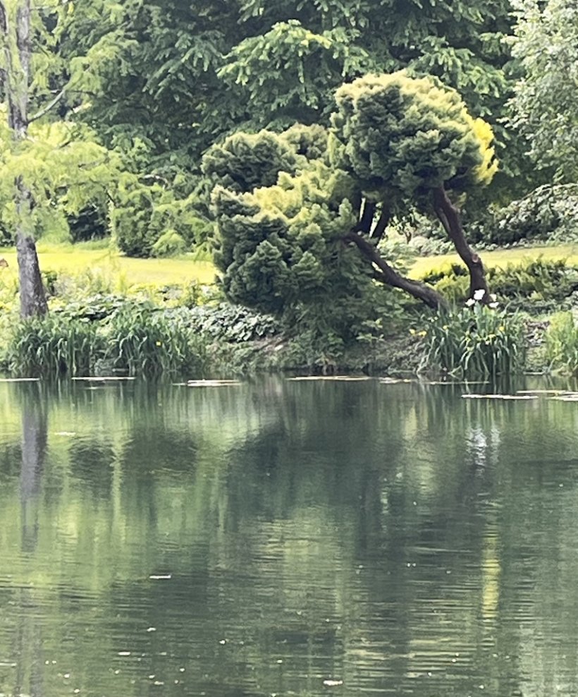 <img alt="" src="/images/2/f/c/0/f/2fc0f630a781da682c8b008fe549d8b126ceac82-jardin-du-plessis-sasnieres.jpg" />