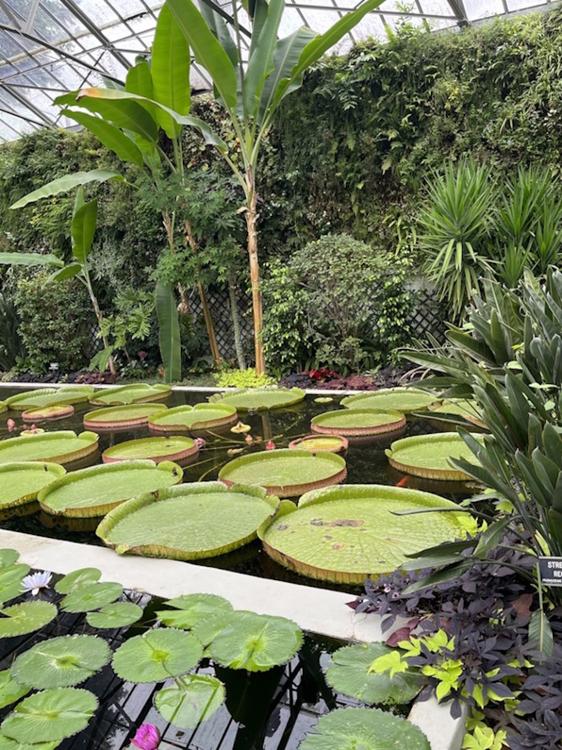 <img alt="" src="/images/5/6/8/1/e/5681e2a6a68063946ab3db730c23f5d8254e9faa-jardin-botanique-de-gand-belgique.jpg" />