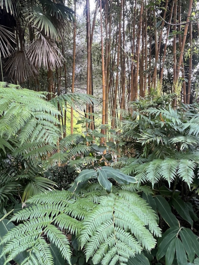 <img alt="" src="/images/2/7/c/f/b/27cfbafd677fc3745da51b43d14ae8635edd64fb-jardin-botanique-du-val-rameh-menton.jpg" />